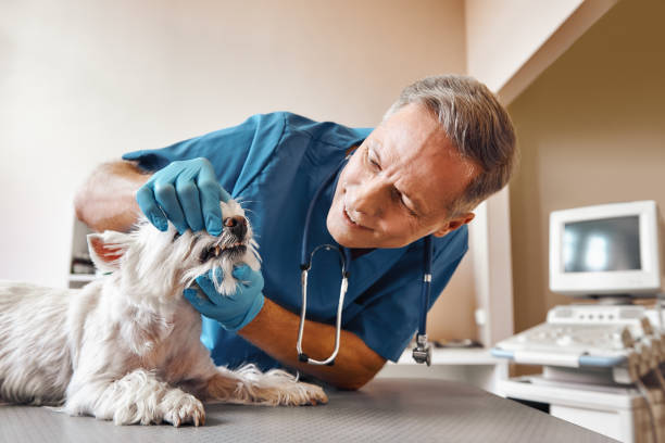 Best Emergency Dental Extractions in Lagrange, IN